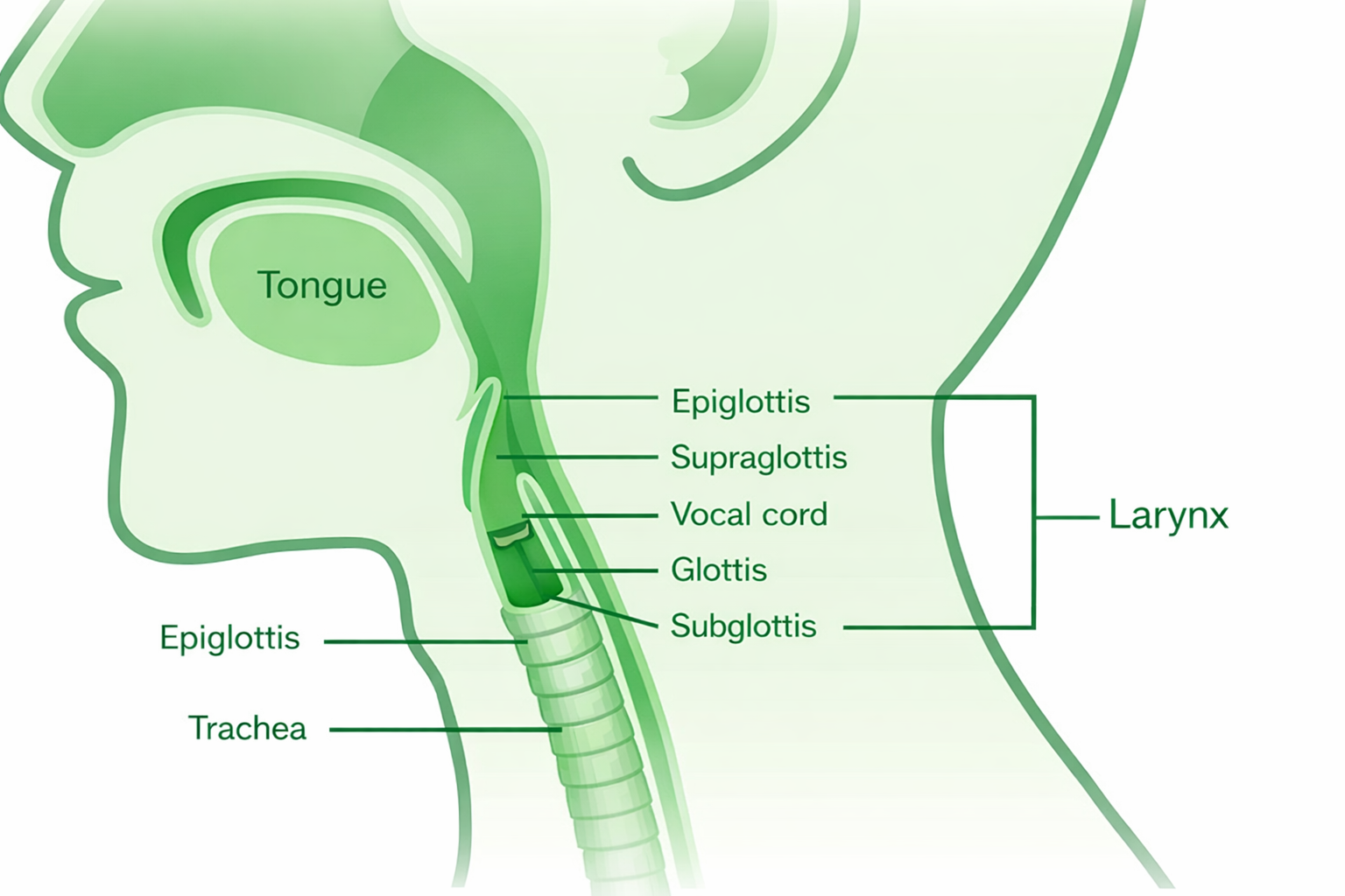 strottenhoofd schematisch didgeridoospelen